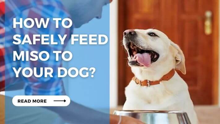 How to Safely Feed Miso to Your Dog