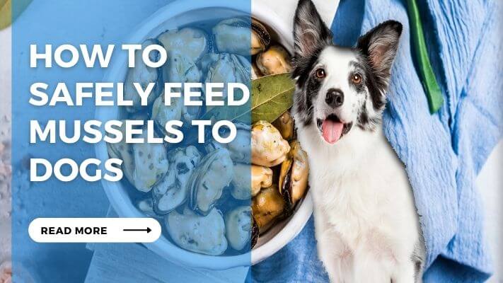 How to  Safely Feed Mussels to Dogs