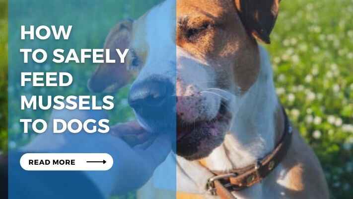 How to Safely Feed Mussels to Dogs