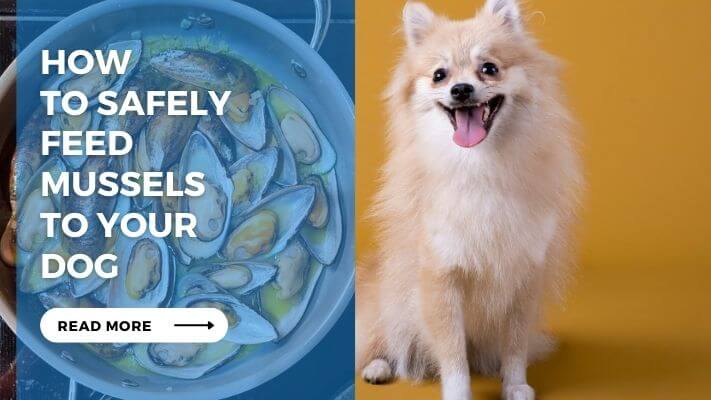 How to Safely Feed Mussels to Your Dog