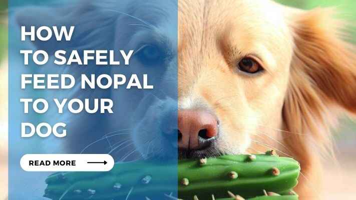 How to Safely Feed Nopal to Your Dog