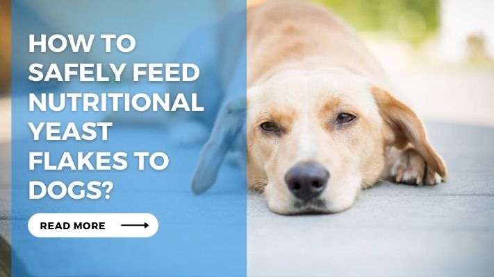 How to Safely Feed Nutritional Yeast Flakes to Dogs