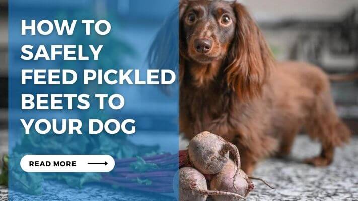 How to Safely  Feed Pickled Beets to  Your Dog