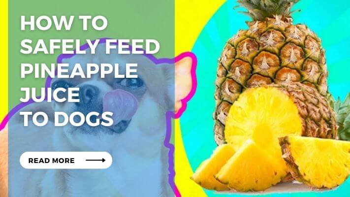 How to  Safely Feed Pineapple Juice  to Dogs