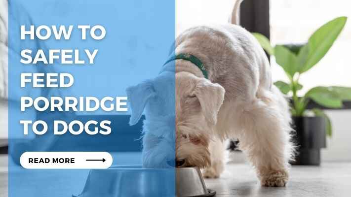 How to Safely Feed Porridge to Dogs