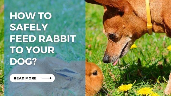 How to Safely Feed Rabbit to Your Dog