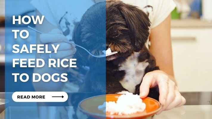 How to Safely Feed Rice to Dogs