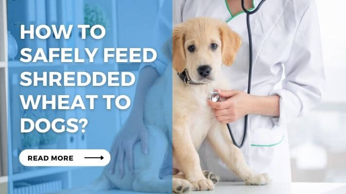 How to Safely Feed Shredded Wheat to Dogs