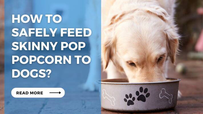 How to Safely Feed Skinny Pop Popcorn to Dogs