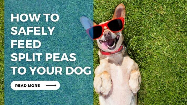 How to Safely Feed Split Peas to Your Dog