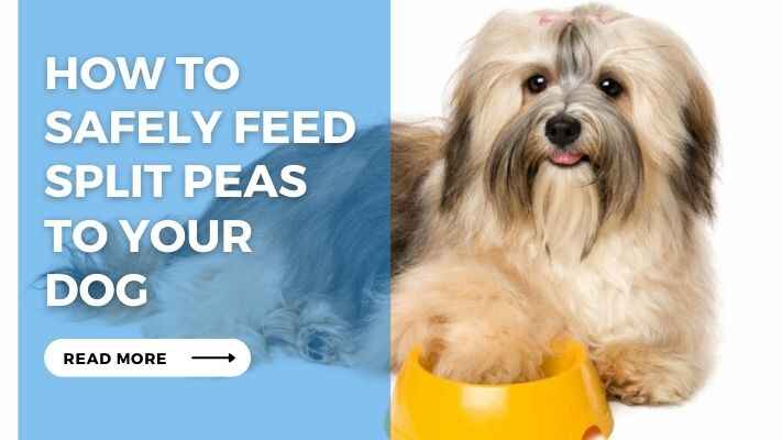 How to Safely Feed Split Peas to Your Dogs