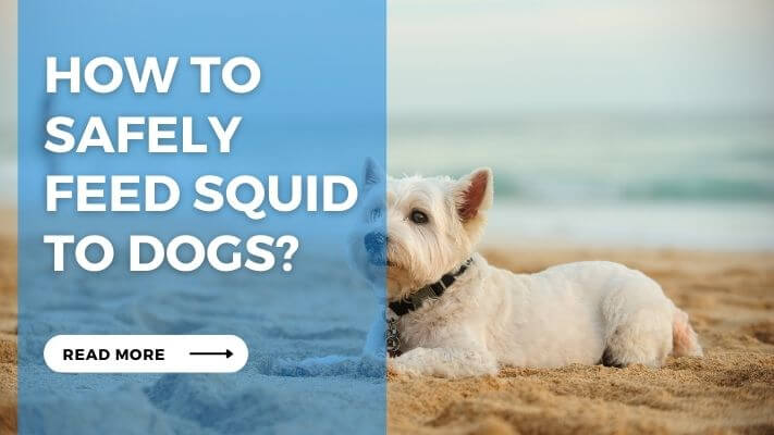 How to Safely Feed Squid to Dogs