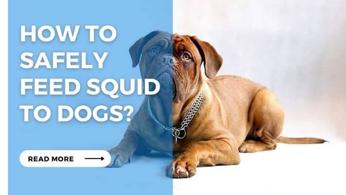 How to Safely Feed Squid to Dogs