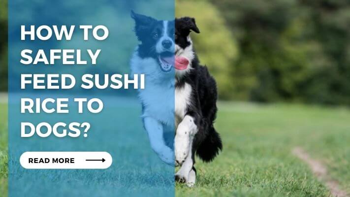 How to Safely Feed Sushi Rice to Dogs