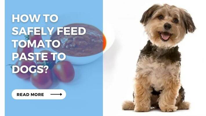 How to Safely Feed Tomato Paste to Dogs