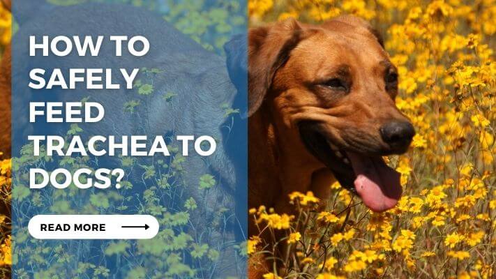 How to Safely Feed Trachea to Dogs