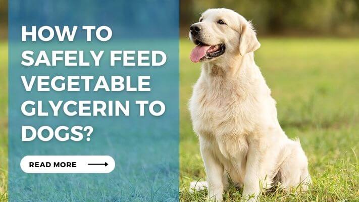 How to Safely Feed Vegetable Glycerin to Dogs