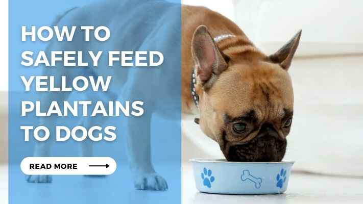 How to Safely Feed Yellow Plantains to Dogs