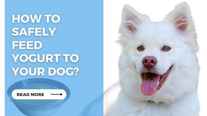 How to Safely Feed Yogurt to Your Dog