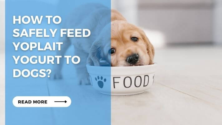 How to Safely Feed Yoplait Yogurt to Dogs