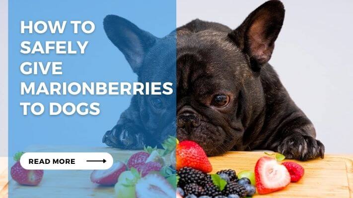 How to  Safely  Give Marionberries to Dogs