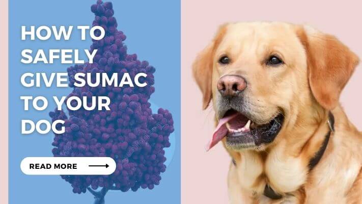 How to Safely Give Sumac to Your Dog