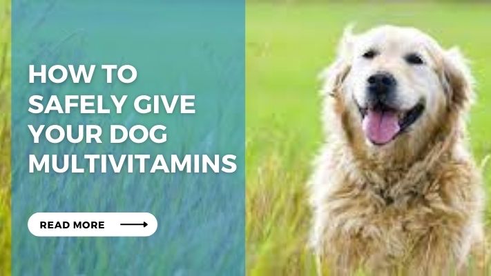 How to Safely Give Your Dog Multivitamins