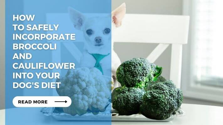 How to Safely Incorporate Broccoli and Cauliflower into Your Dog's Diet