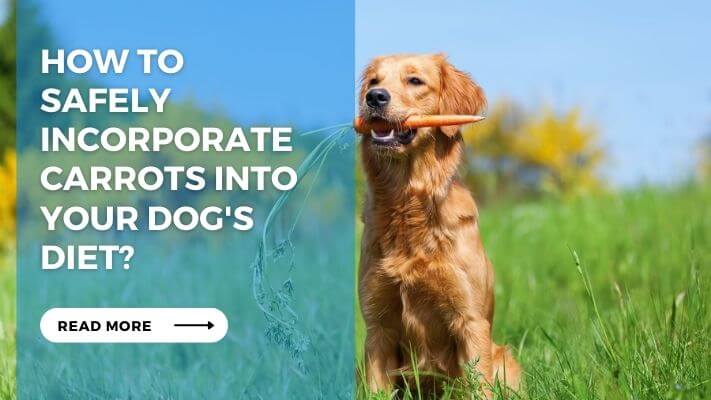 How to Safely Incorporate Carrots into Your Dog's Diet