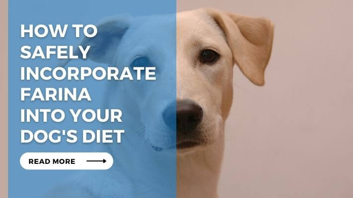 How to Safely Incorporate Farina into Your Dog's Diet