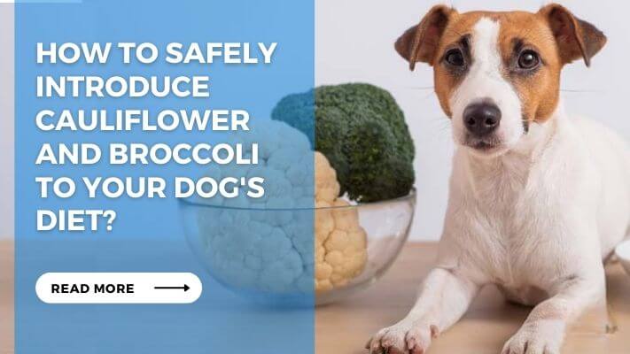 How to Safely Introduce Cauliflower and Broccoli to Your Dog's Diet