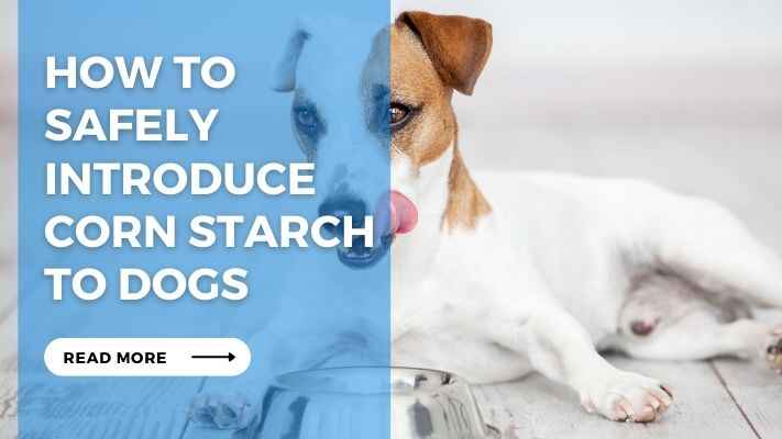 How to Safely Introduce Corn Starch to Dogs