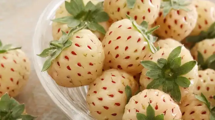 How to Safely Introduce Pineberries to Your Dog