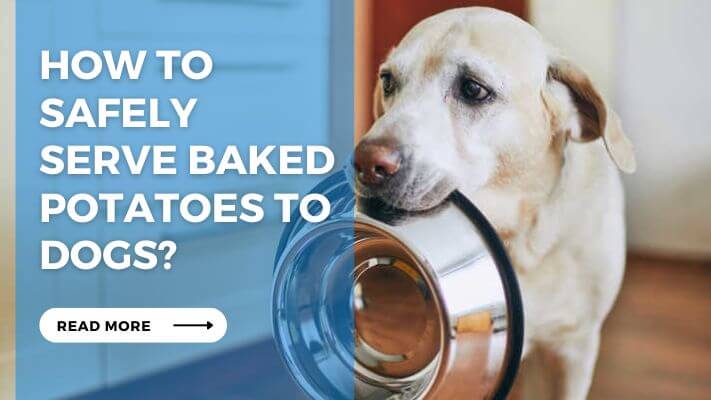 How to Safely Serve Baked Potatoes to Dogs