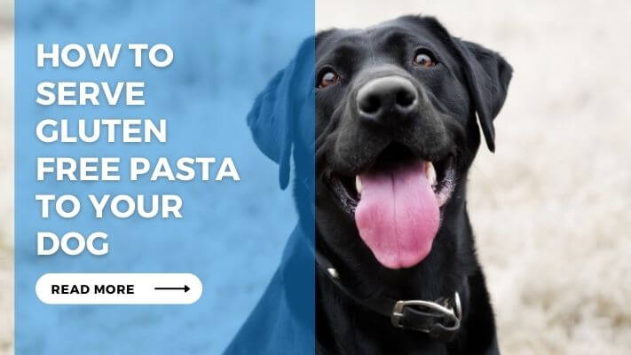 How to Serve Gluten Free Pasta to Your Dog