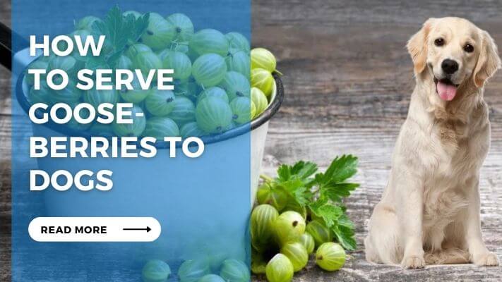 How to Serve Gooseberries to Dogs