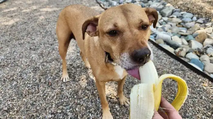 How to Serve Overripe Bananas to Dogs?