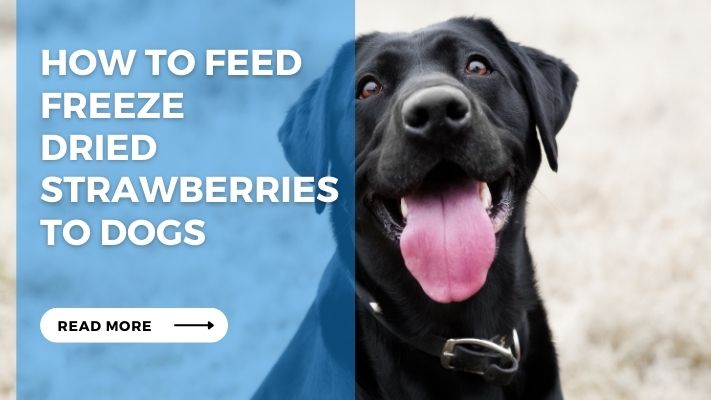 How to feed freeze dried strawberries to dogs