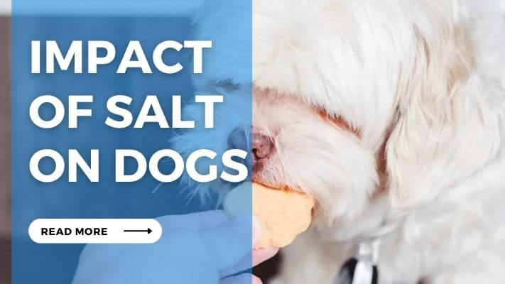 Impact  of Salt  on Dogs