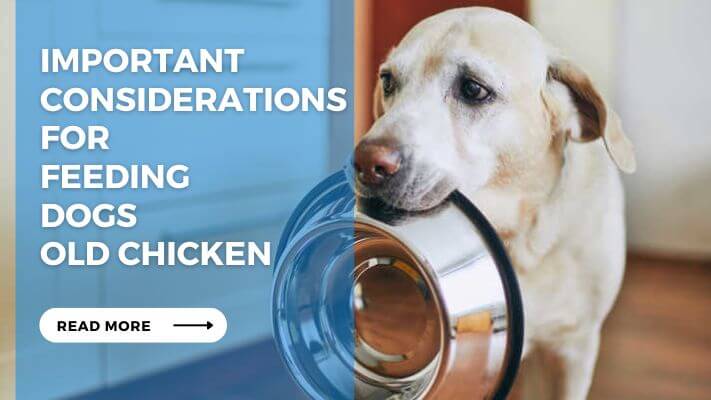 Important Considerations for Feeding Dogs Old Chicken