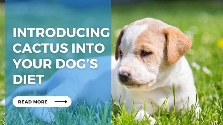 Introducing Cactus into Your Dog’s Diet