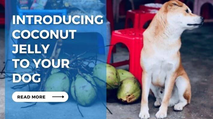 Introducing Coconut Jelly to Your Dog