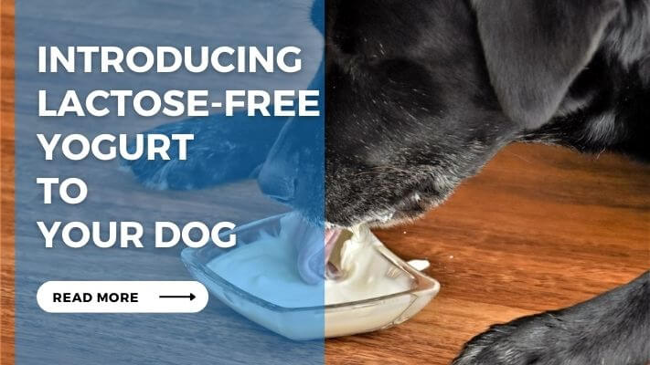 Introducing Lactose-Free Yogurt to Your Dog