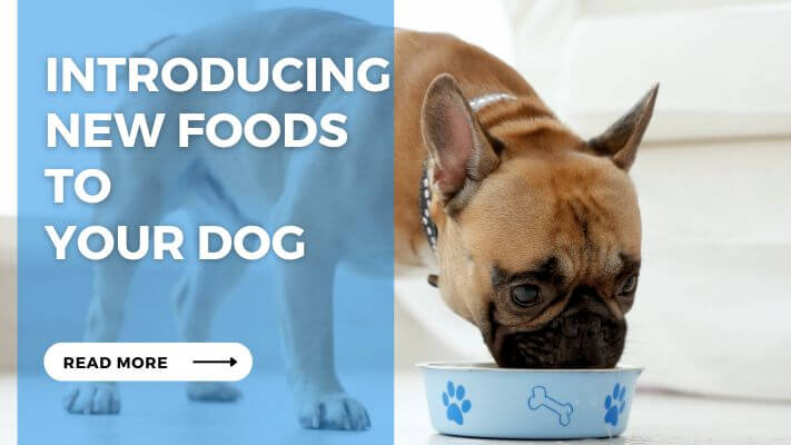 Introducing New Foods to Your Dog