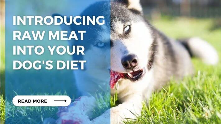 Introducing Raw Meat into Your Dog's Diet