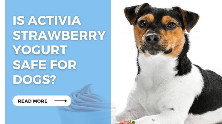 Is Activia Strawberry Yogurt Safe for Dogs