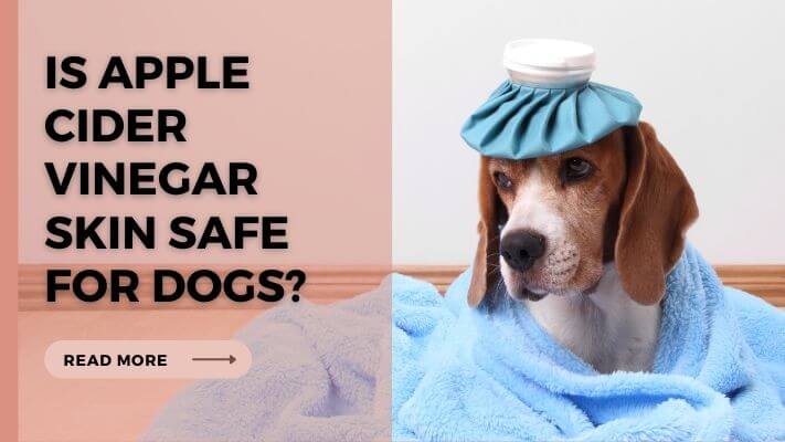 Is Apple Cider Vinegar Skin Safe for Dogs