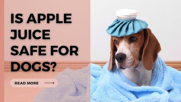 Is Apple Juice Safe for Dogs