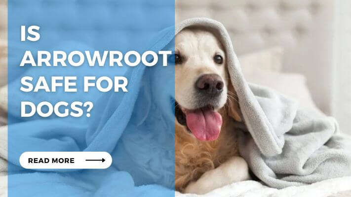 Is Arrowroot Safe for Dogs