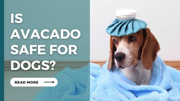 Is Avocado Safe for Dogs